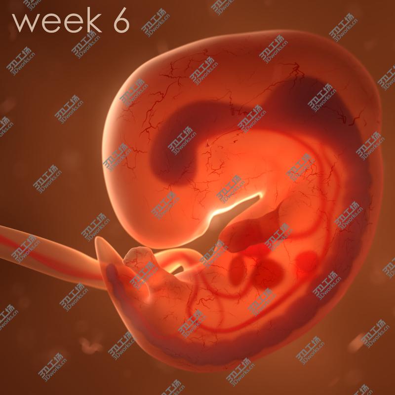 images/goods_img/20210113/Human embryo fetus with internal organs - Animation of development 3D model/5.jpg